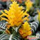 Комнатное растение афеландра оттопыренная: описание, уход, размножение и болезни цветка