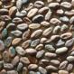 Какао дерево: характеристика и процесс выращивания